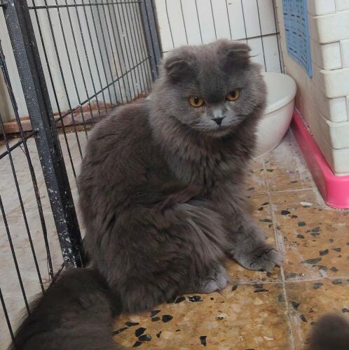 cate for sale