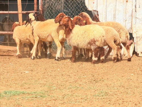 للبيع رخالً سوري طيبه 