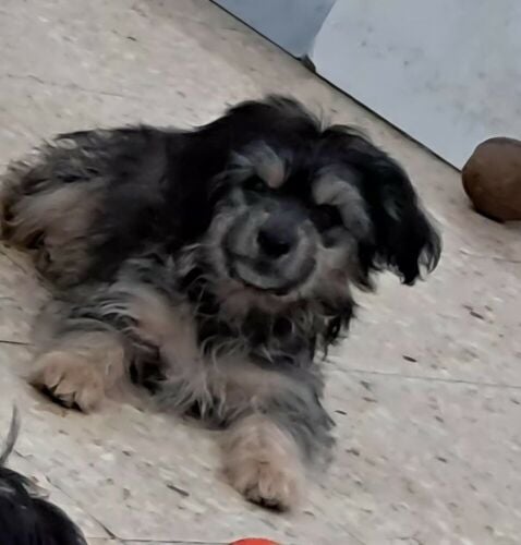 Maltese pure breed