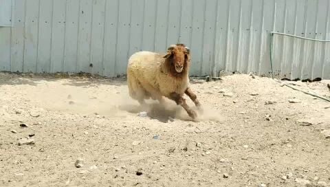 للبيع فحل سوري طيب
