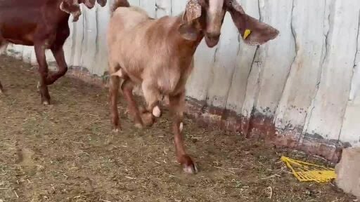 للبيع جمدات عوارض حمر 