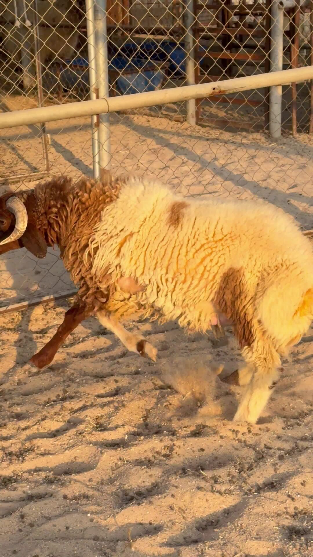 للبيع خروف سمين
