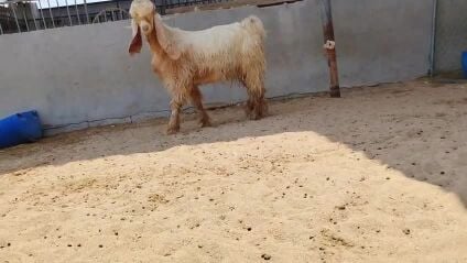 للبيع تيس عارضي درجه أوله تني