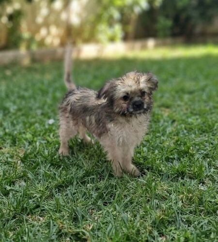 Half Chihuahua half poodle breed