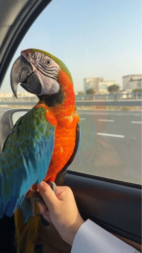 harliquin macaw 