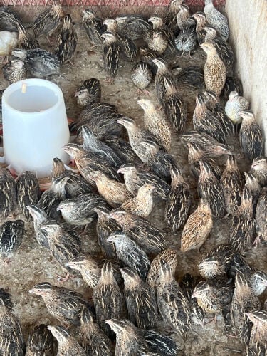 quail for sell
