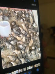 فري الحبه ٣ريال