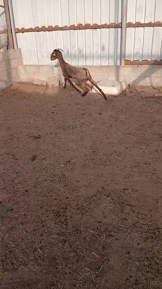 عنز قبرصيه