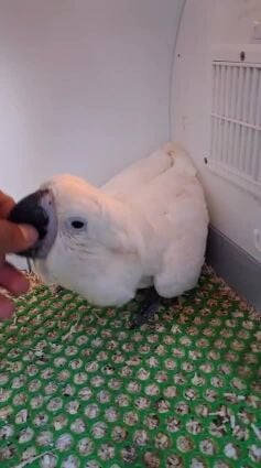 umbrella cockatoo hand feeding