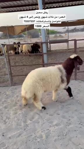 رخل