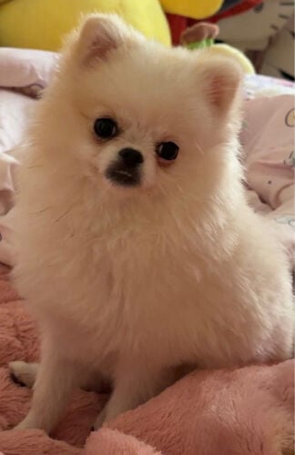 Pomeranian 