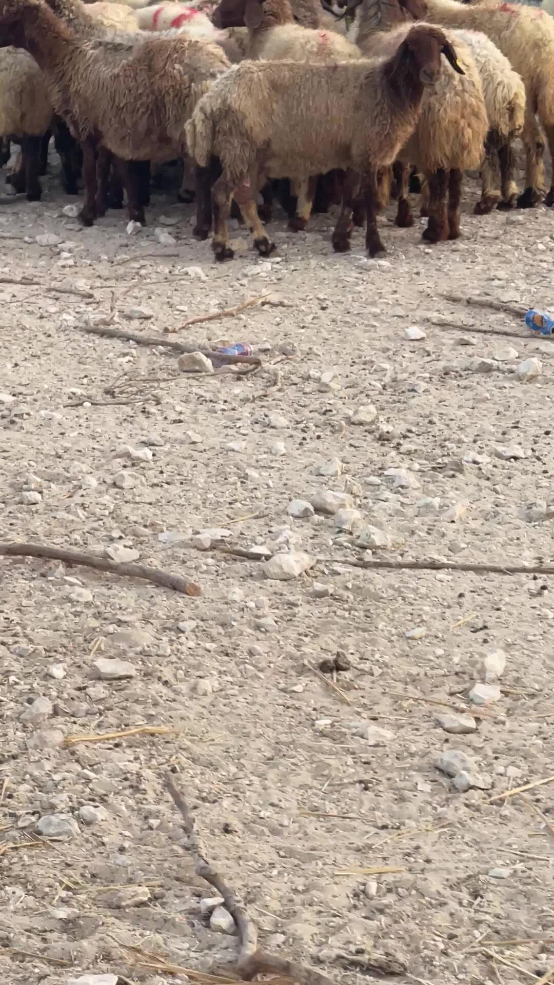 مراح غنام دفيع