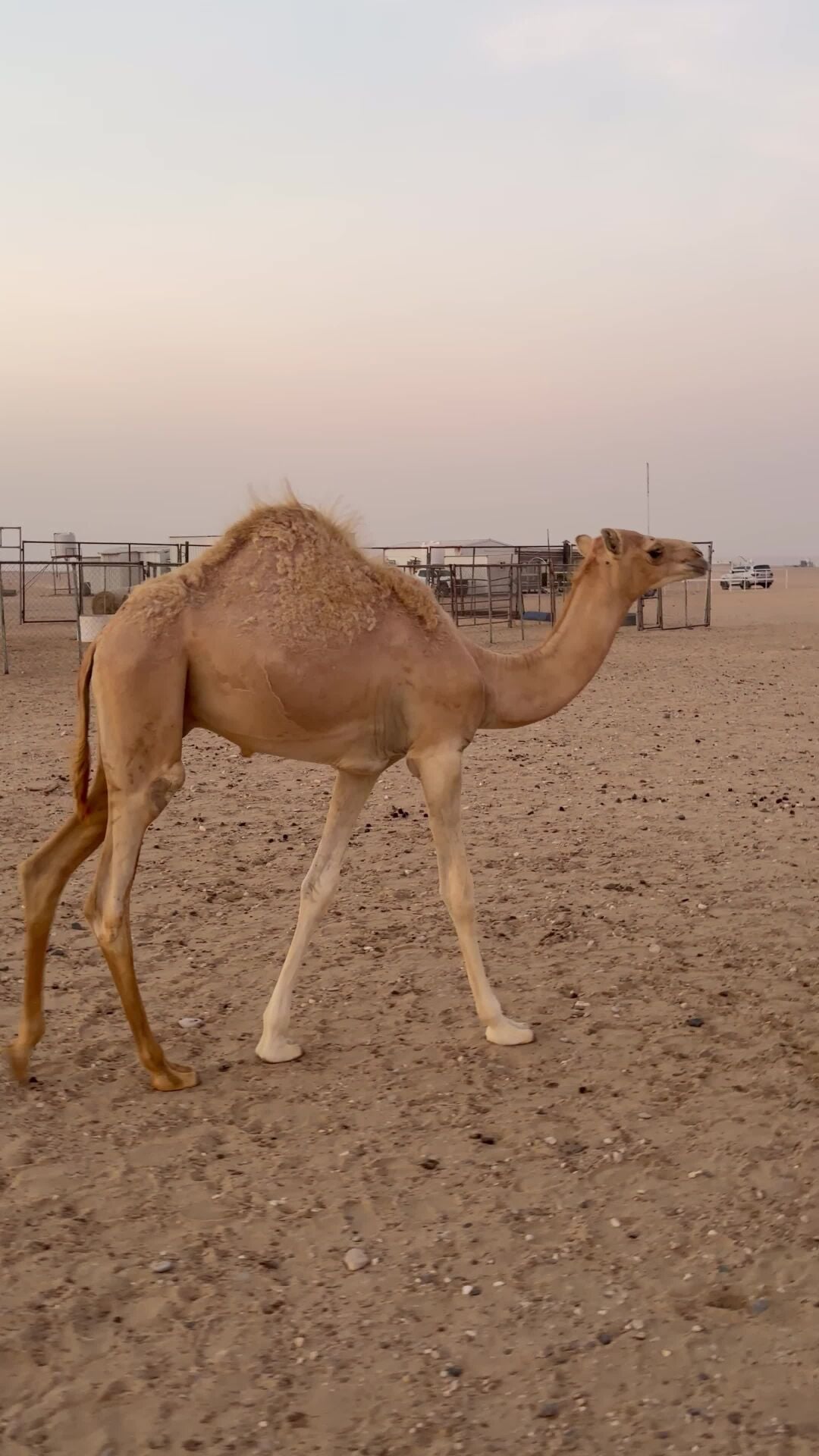 مفرود 