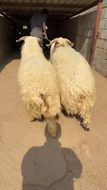 جذعان فواخر