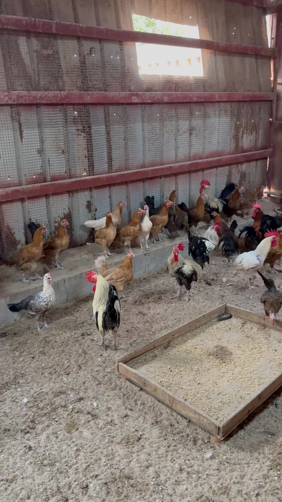 Laying Chickens