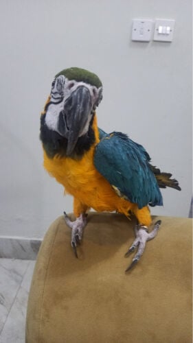 golden macaw for sale 