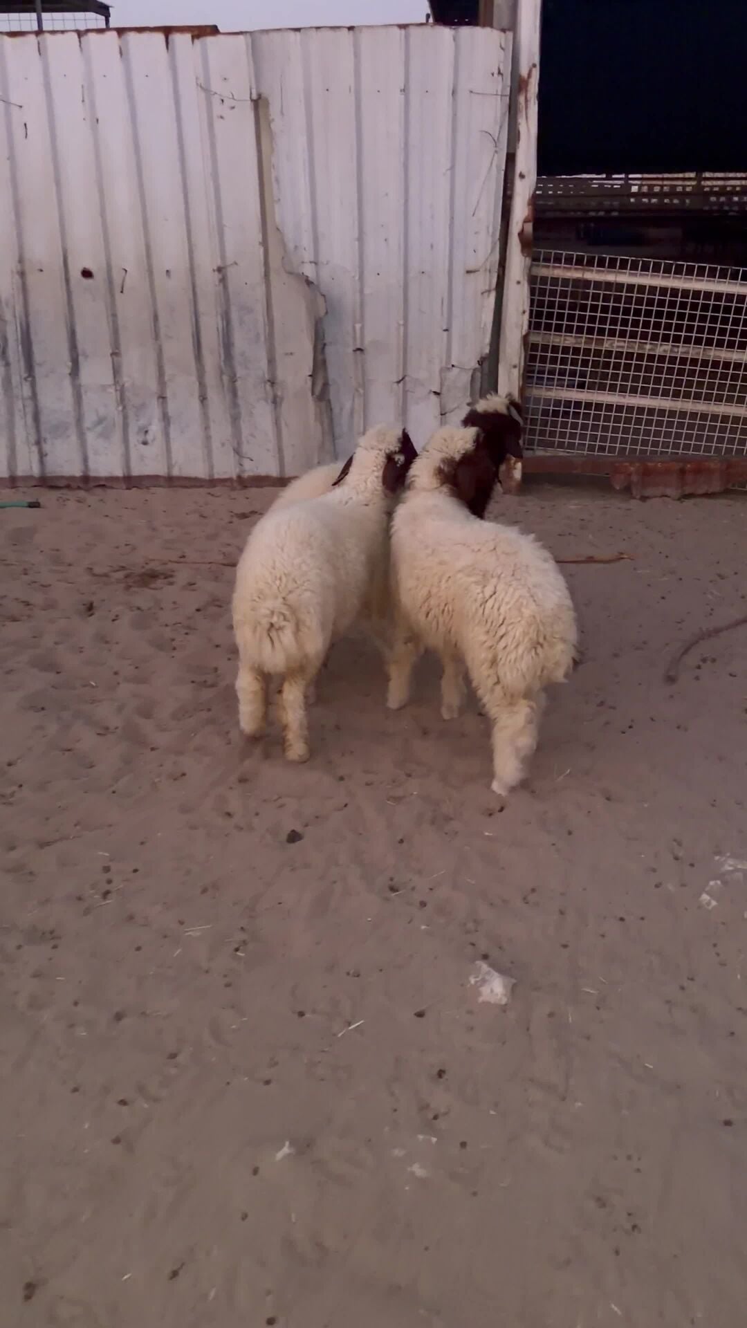 طليان طيبه وسمينه سوريات 