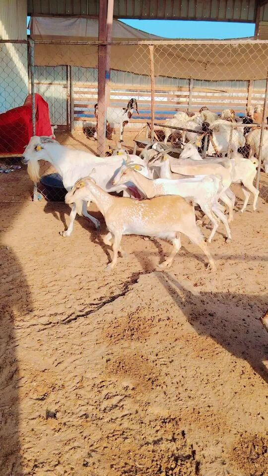 معزه عمانبه