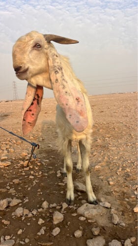 تيس فحل 