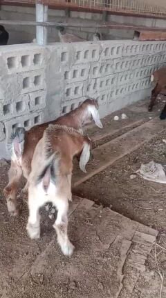 للبيع تيوس عوارض و خرفان 