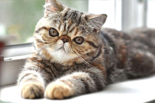     Looking for a cat to adopt