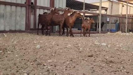 للبيع معزا جنوبيات طيبه