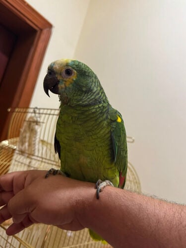 ببغاء الأمازون مع القفص