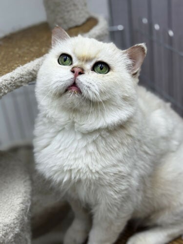 Male cat breeds for mating