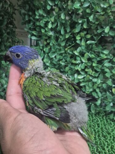 Rainbow Lorikeet Chick