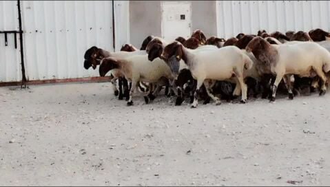 للبيع شويهات سوريه طيبه