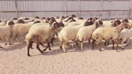 للبيع رخال سوريه طيبه