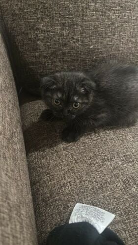 +97451495999 Scottish fold pure