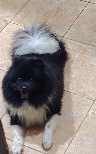 for sale dogs pomeranian