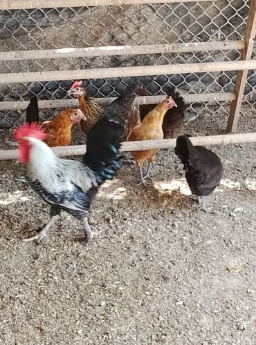 للبيع دجاج بلدي عمر3شهور6ريال