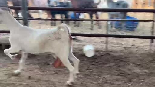 للبيع عنز عمانيه برصه طيبه 