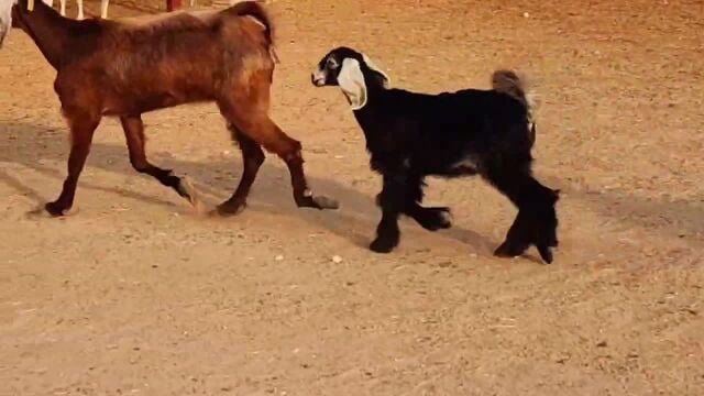 للبيع  عنز عارضيه وليد