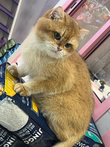 Male cat breeds for mating