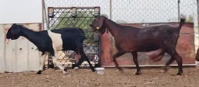 للبيع معزا غبرصيات حليب طيبه