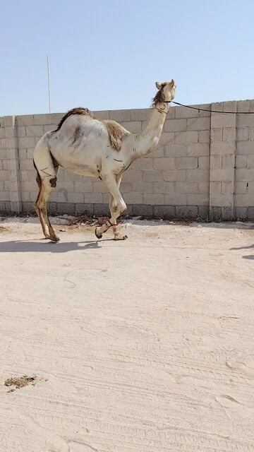 سودانيه عشراء
