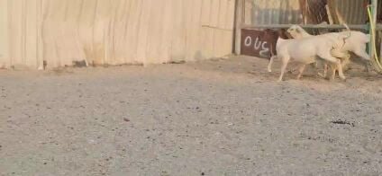 رخال برابر