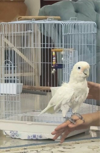 cockatoo parrot