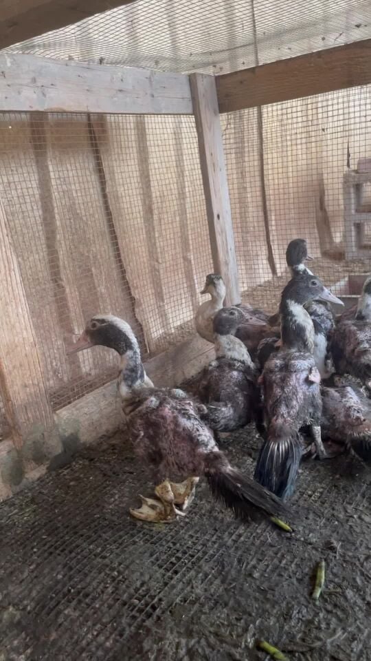 للبيع   فرخ بط مصري