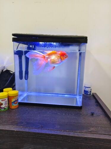 Gold Fish