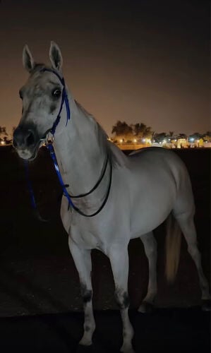 ايواء خيل