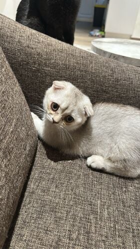 Scottish fold male +97451495999