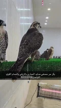 بكر حر