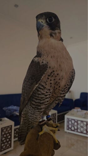 جير شاهين ثنو