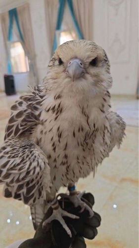 قرموشه بيور بكر مصفي 