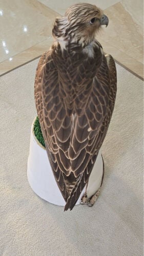 حر من حر 