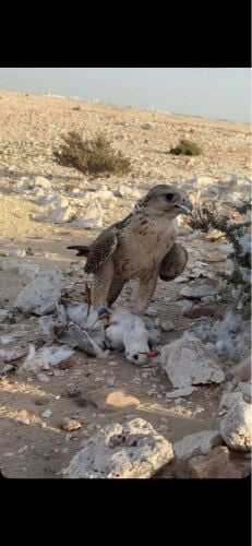 جير تبع فالكن سنتر 
